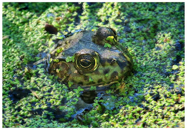 Camouflage