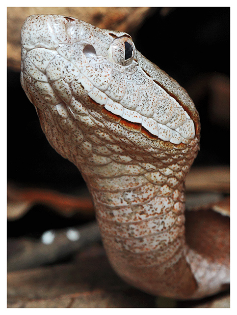 Copper Head Snake