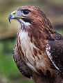 00 Red tail hawk final 02.jpg