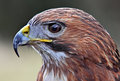 00 Red tail hawk final 04.jpg