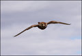 Wild-Kestrel-04