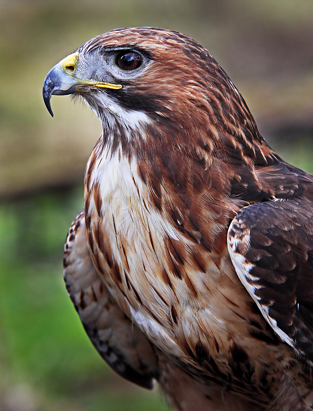 00 Red tail hawk final 02.jpg