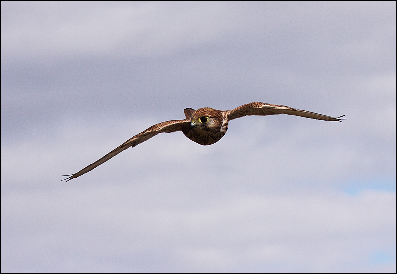 Wild-Kestrel-04