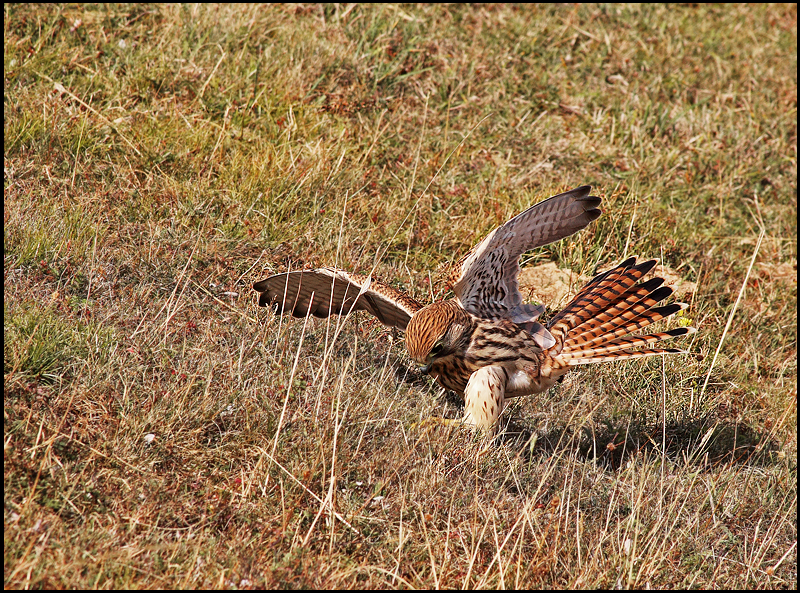 Wild-Kestrel-05