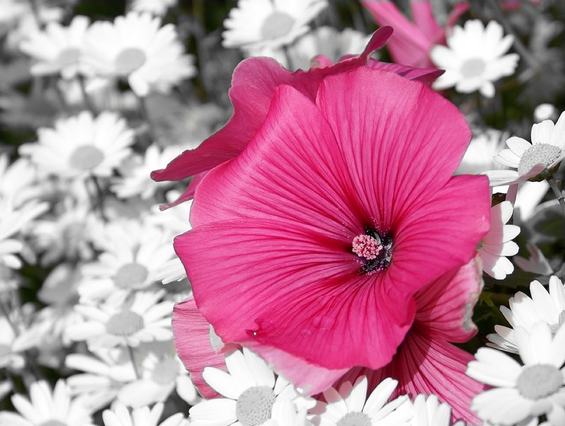 Flowers