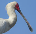 DPC Spoonbill.jpg