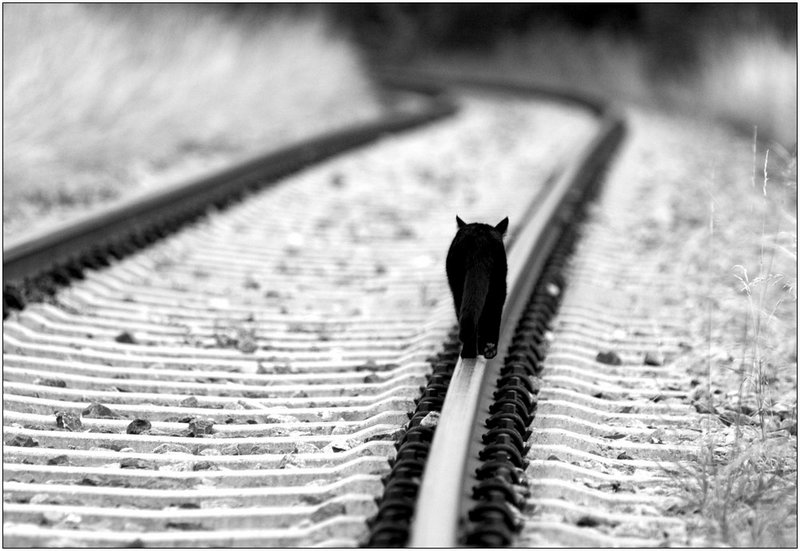 freedom