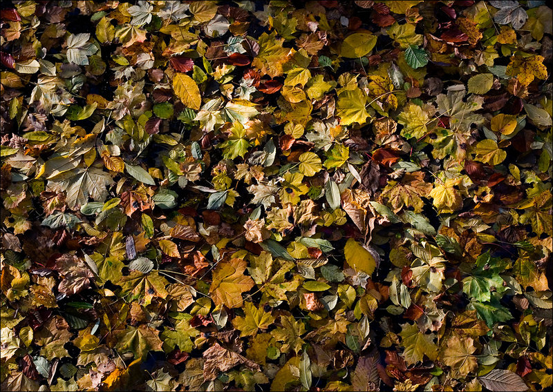 autumn
