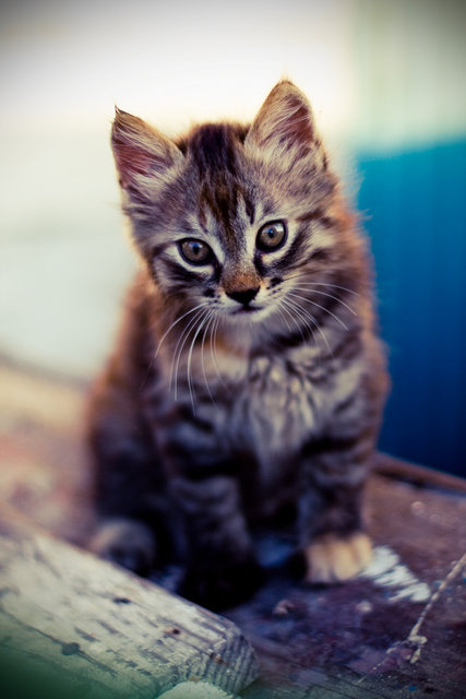 kitten portrait