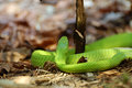 Green-Snake.jpg