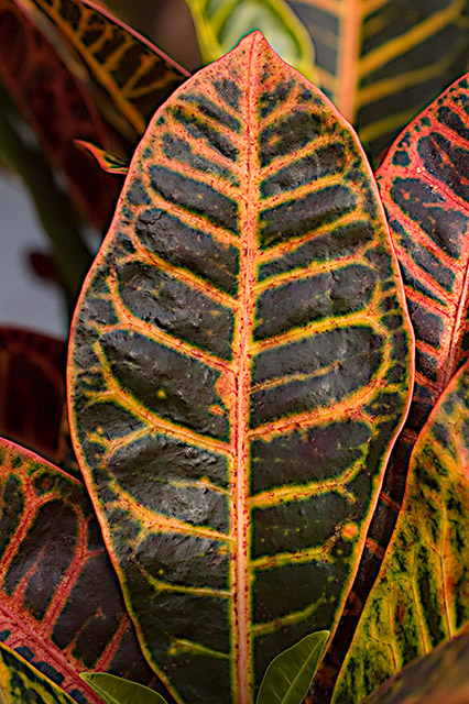 leaf-small.jpg