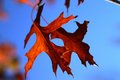 Autumn leaves