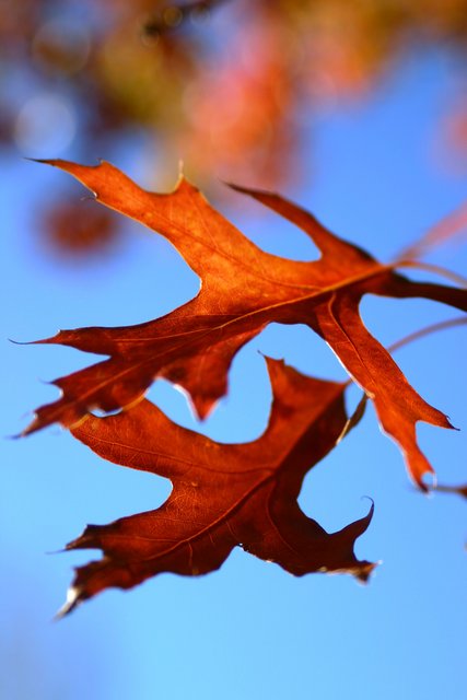 Autumn Leaves