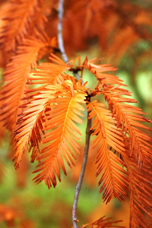 Autumn Leaves