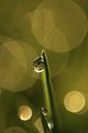 Morning Dew