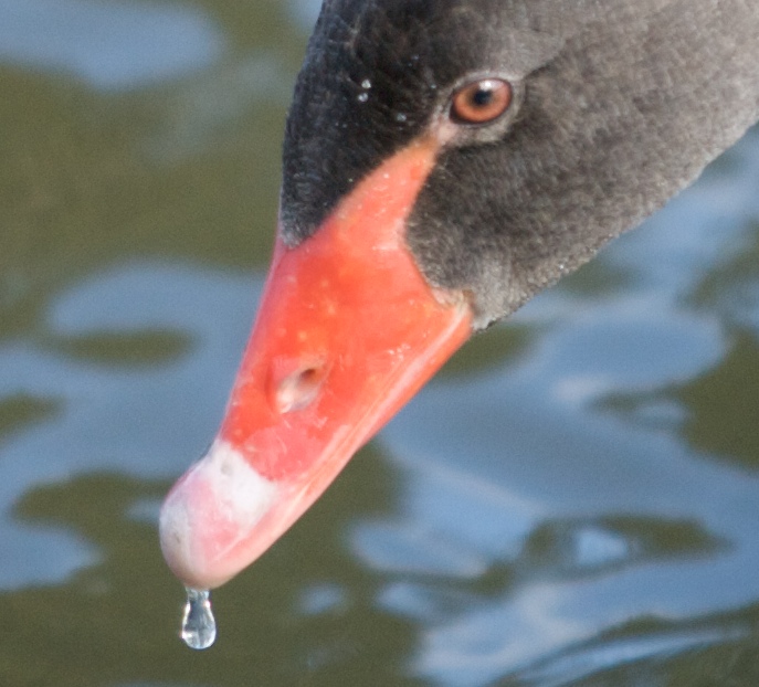 Bird test shot