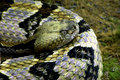 rattler.jpg