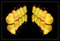 pears2.jpg