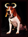 devildog.jpg