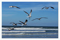seagulls.jpg