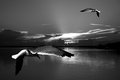 gulls.jpg