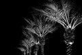 Palms.jpg