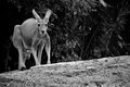 kangaroo.jpg