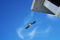 Seagull