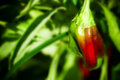 pepper