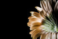 Gerbera