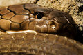 King Cobra