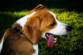 Tired Beagle