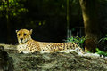 Cheetah