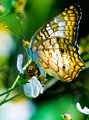 Mariposa