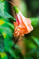 Peach Colored Flower