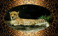 cheetah.jpg