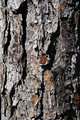 Pinebark.jpg