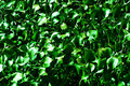 green.jpg