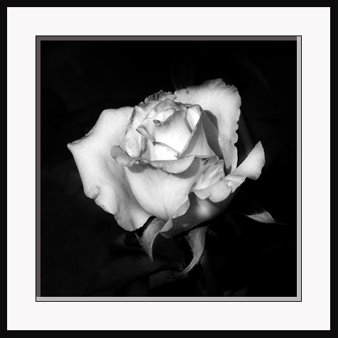 rosa22.jpg