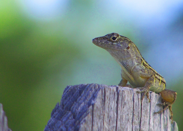 geico2.jpg