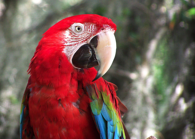 polly.jpg