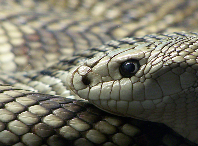 rattler6.jpg