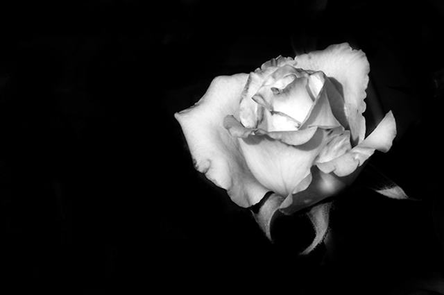 rosa2.jpg