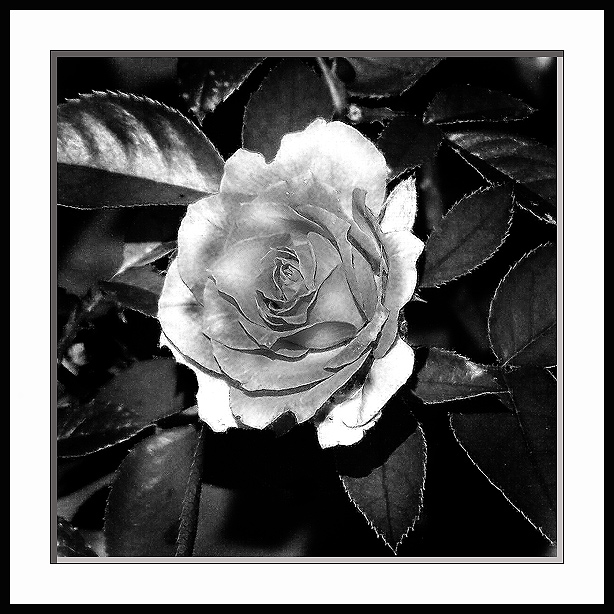 rosa33.jpg