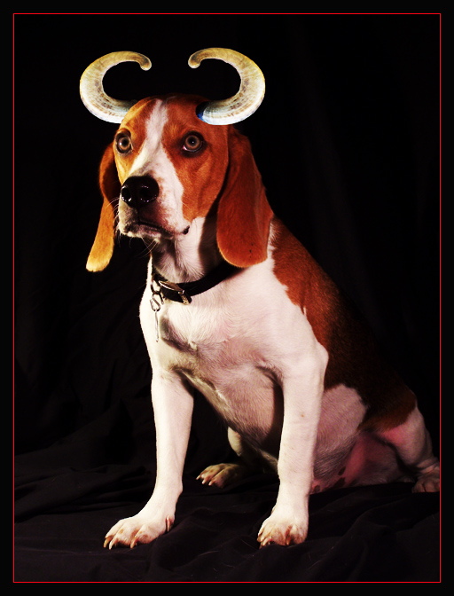 devildog.jpg