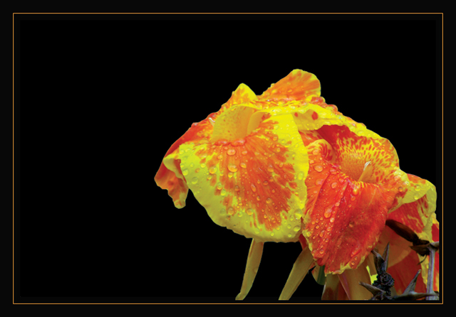 orangeflor3.jpg