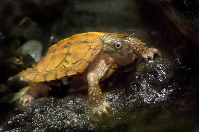 Psyco Turtle