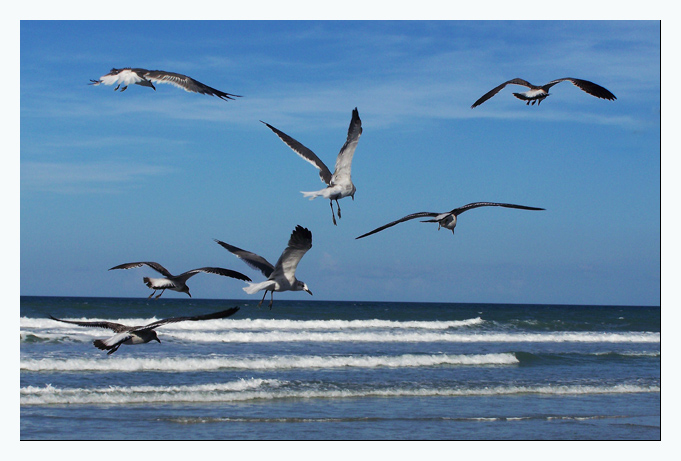 seagulls.jpg