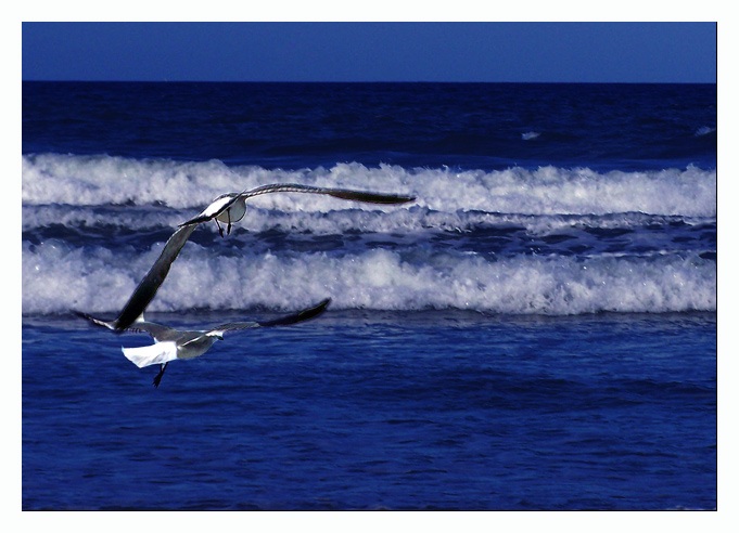 seagulls8.jpg
