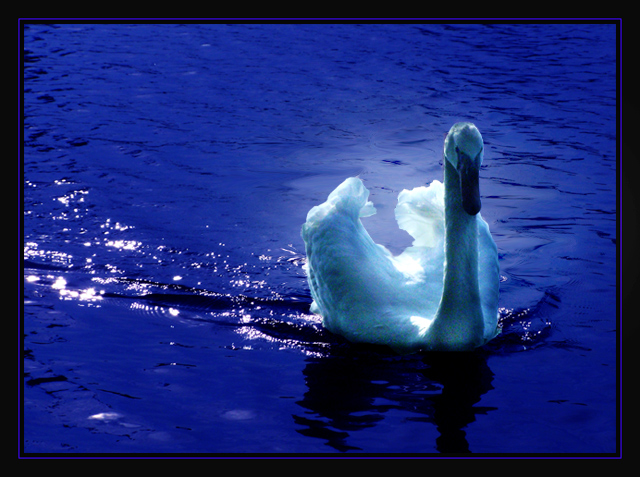 swan.jpg